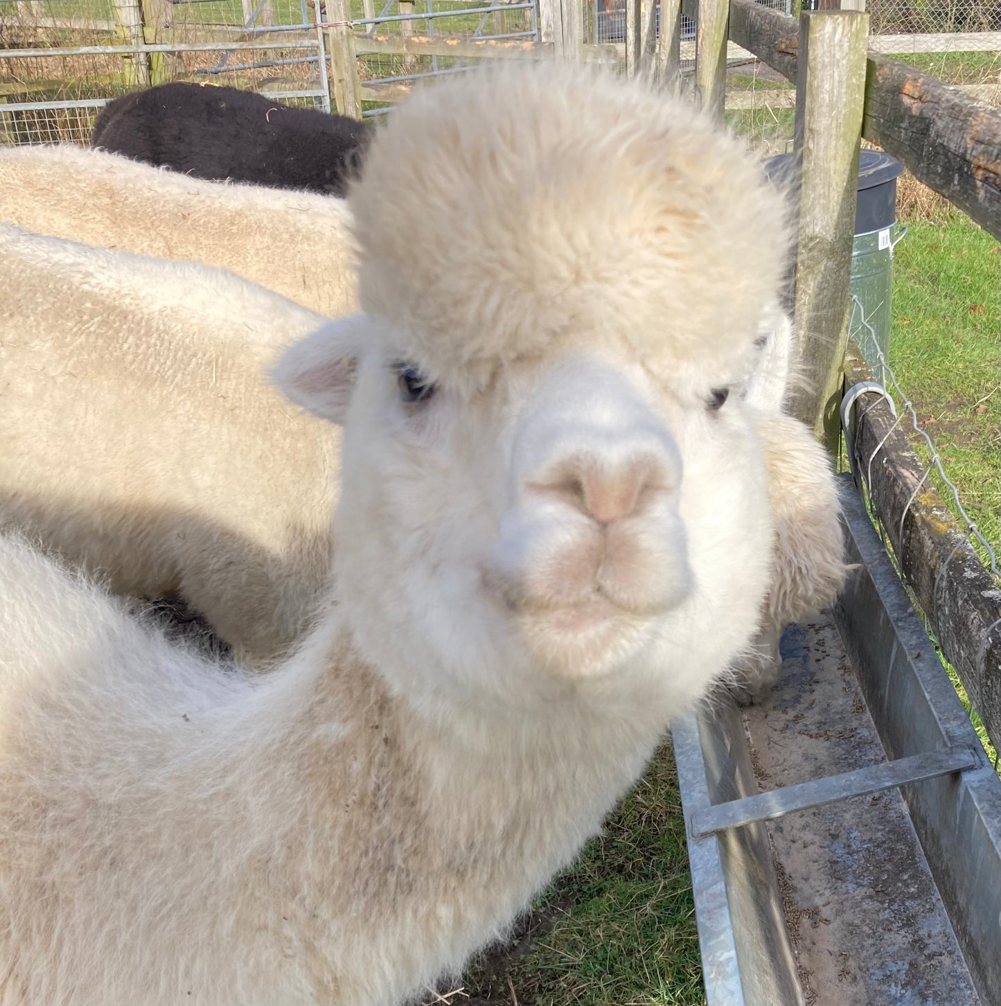 Pure Alpaca hand knit ivory scarf .warm/ soft . hyper allergenic