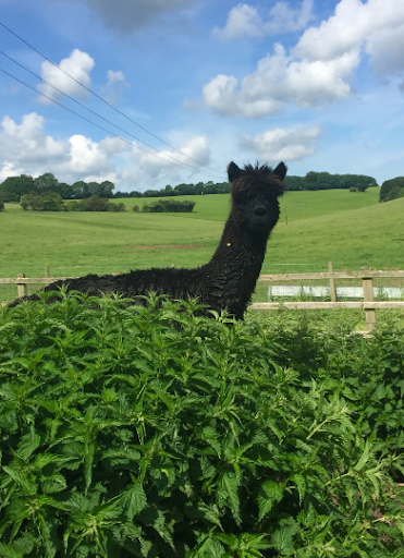 Hand made teddy Bears, Pure alpaca fleece , vintage look , Baby Gift , Christening gift,Valentine gift