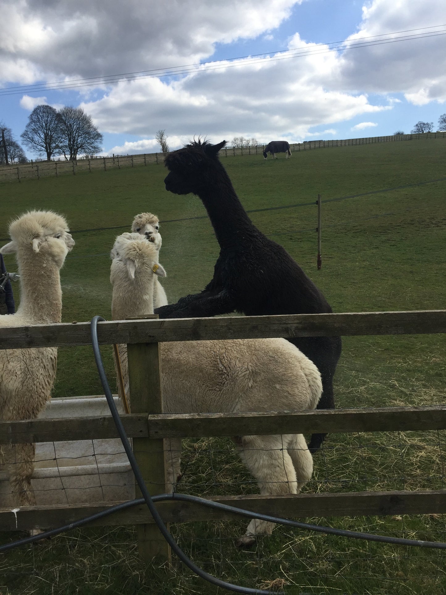 Alpaca  Baby blanket 100% cotton